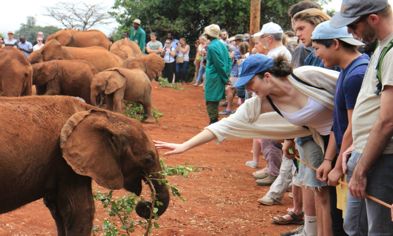 Daphne Sheldrick Elephant Orphanage Tour