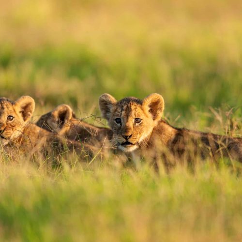 Lion cubs in a morning light at Amboseli, Kenya