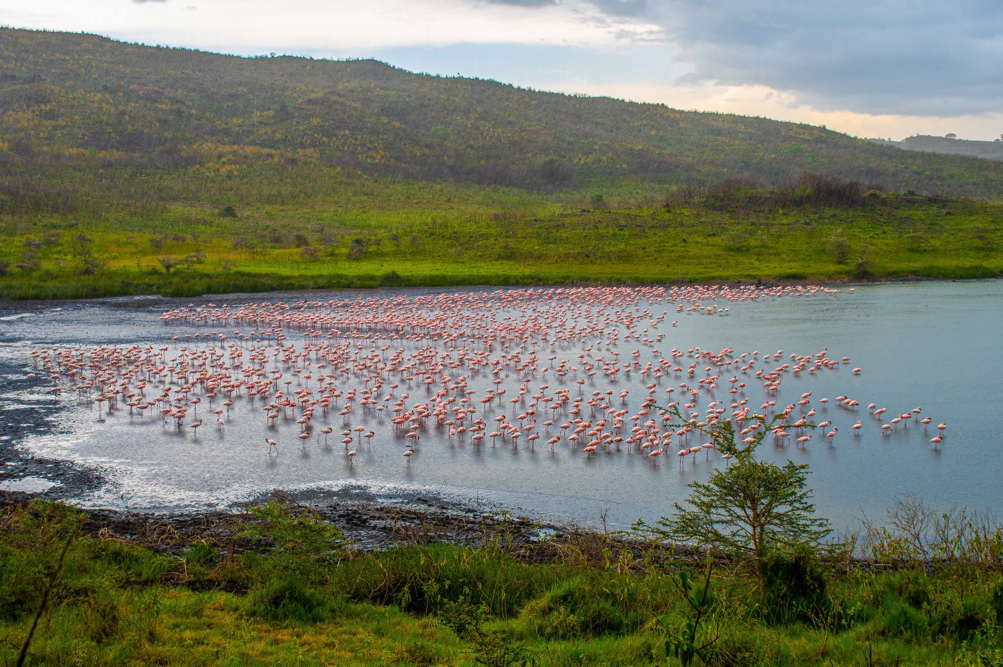 8 Days Amboseli, Manyara, Serengeti, Ngorongoro & Tarangire Camping