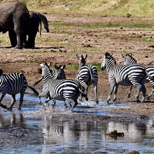 How-to-get-to-Tarangire-National-park-1200x675