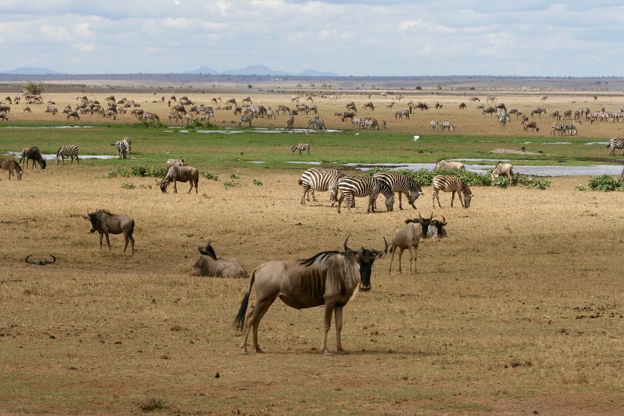 4 Days Masai Mara & Lake Naivasha Budget Camping Safari