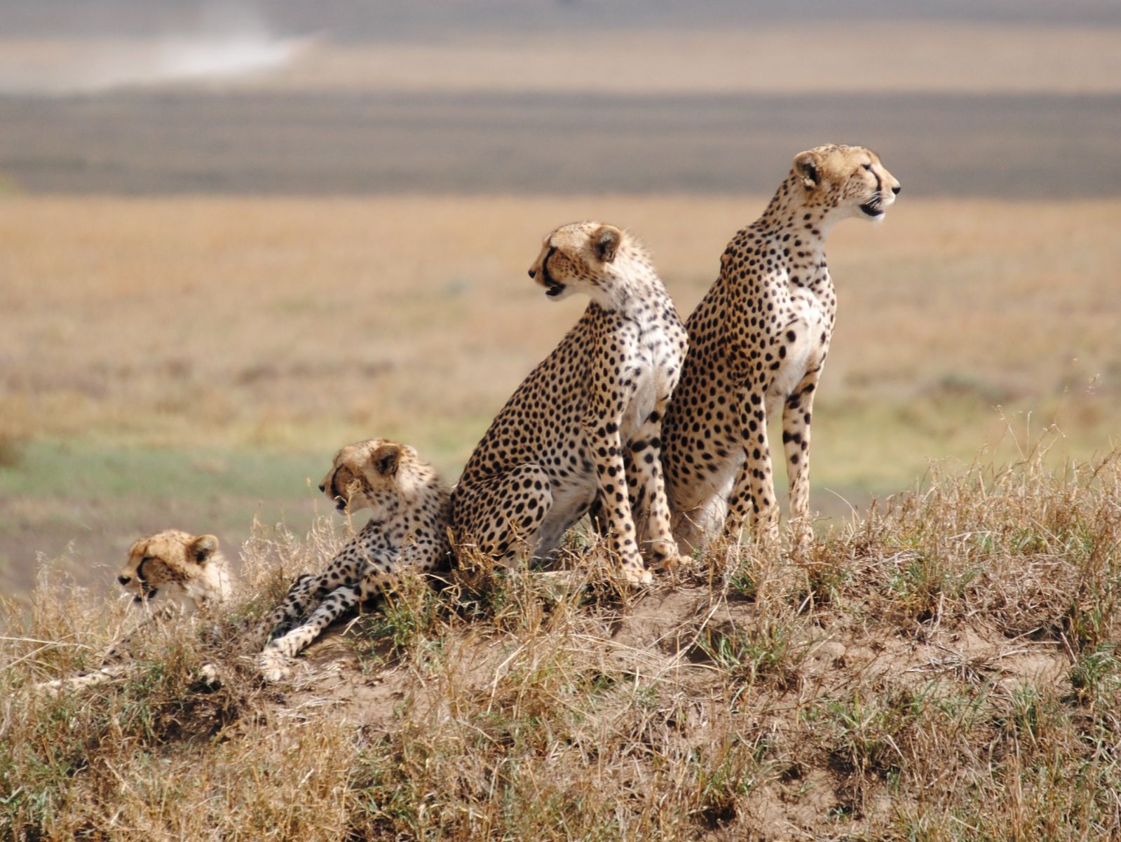 5 Days Lake Manyara, Serengeti & Ngorongoro Safari