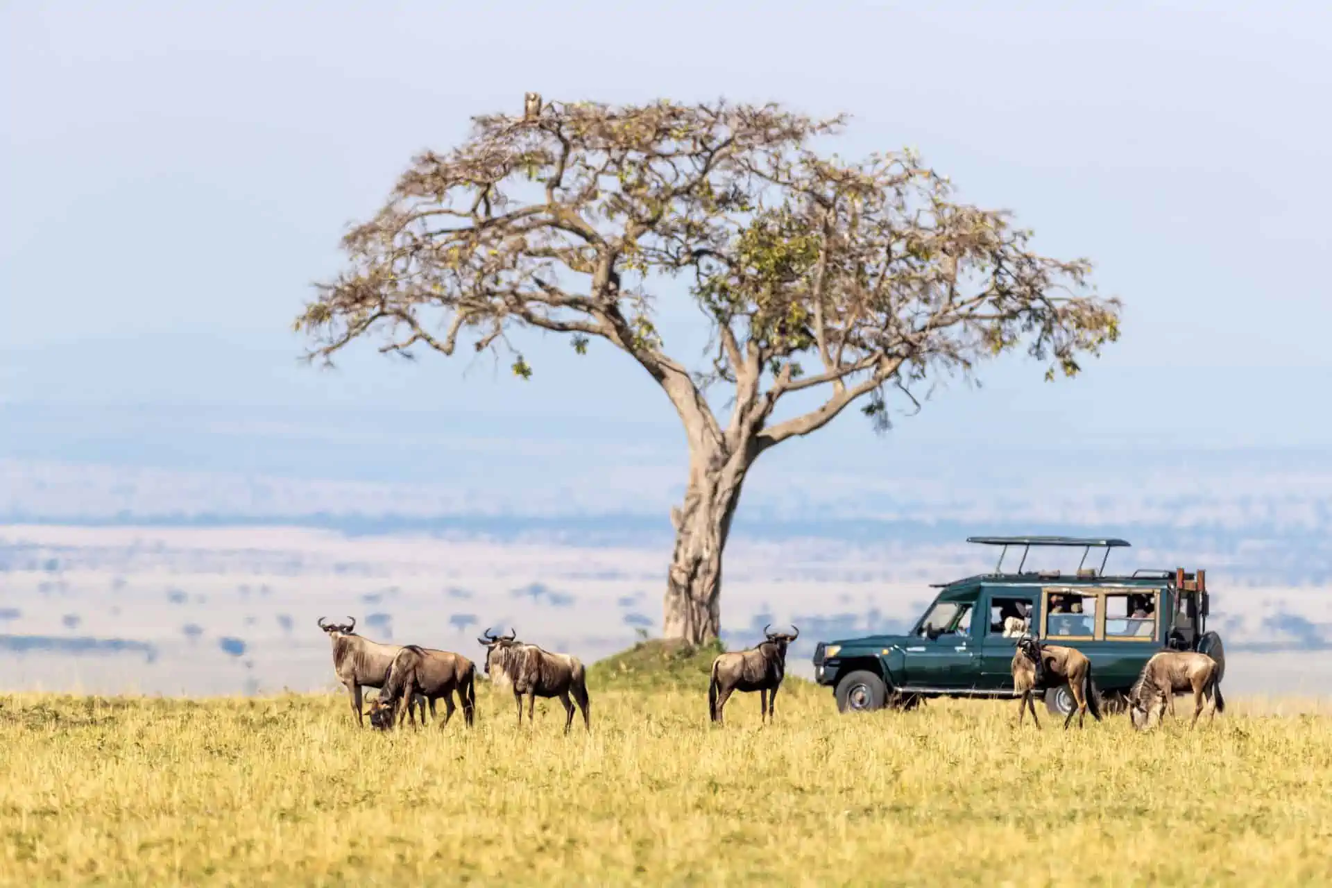 Flying Safaris