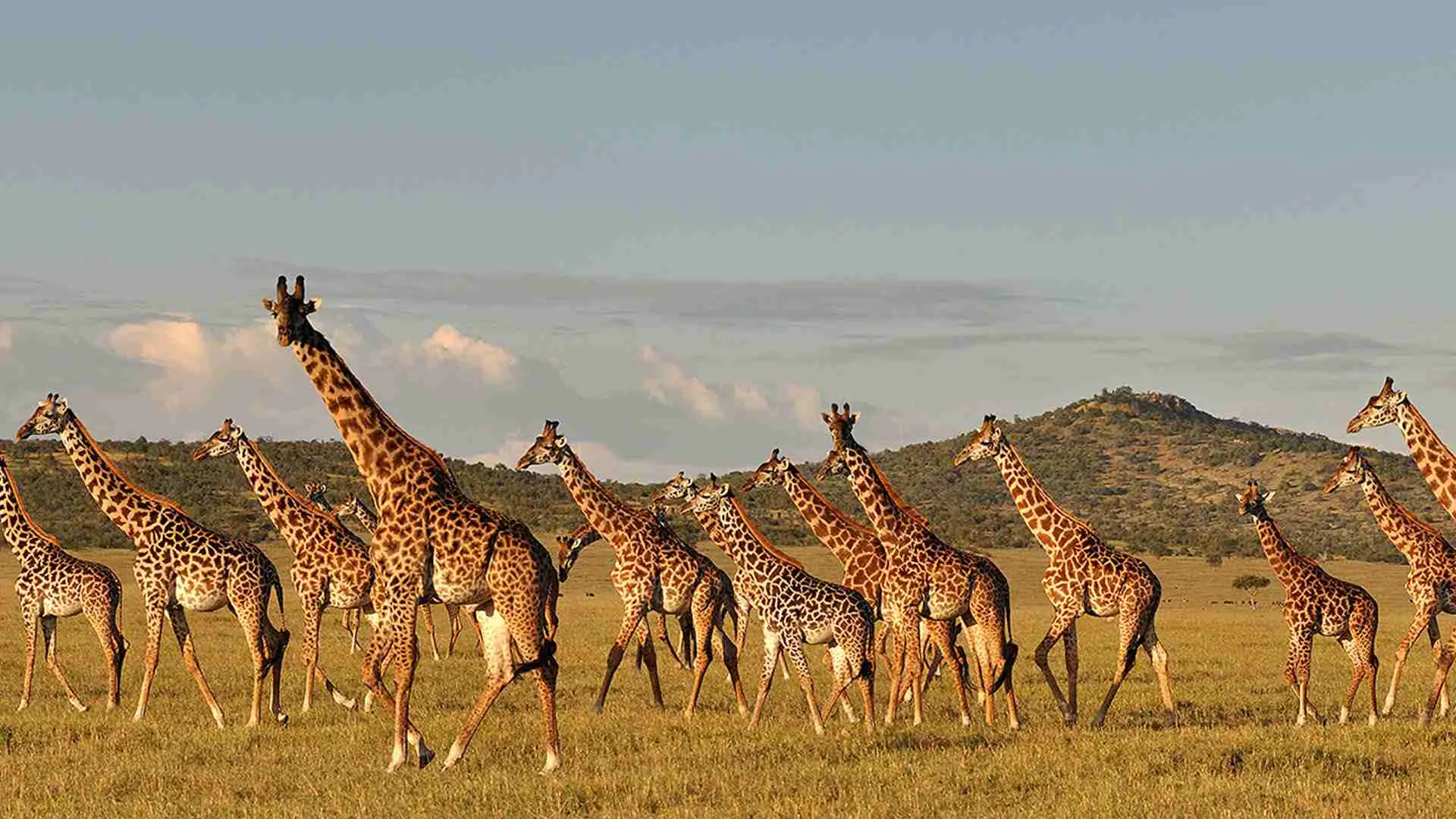 6 Days Manyara, Serengeti, Ngorongoro & Tarangire Safari