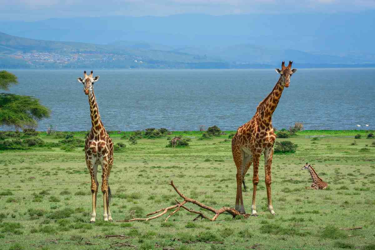 5 Days Masai Mara, Lake Nakuru & Naivasha Camping Safari