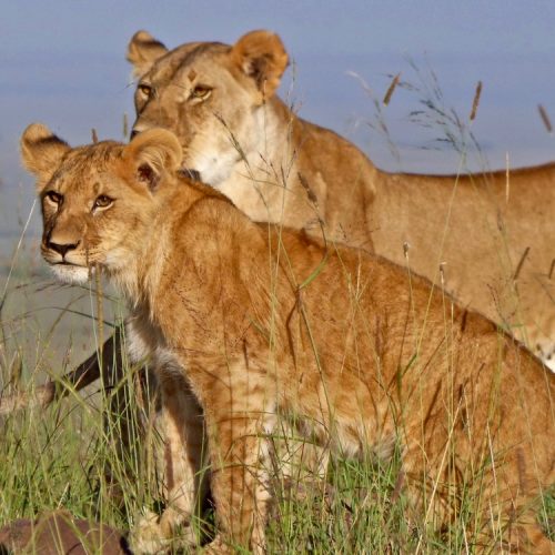 masai-mara-facts (1)