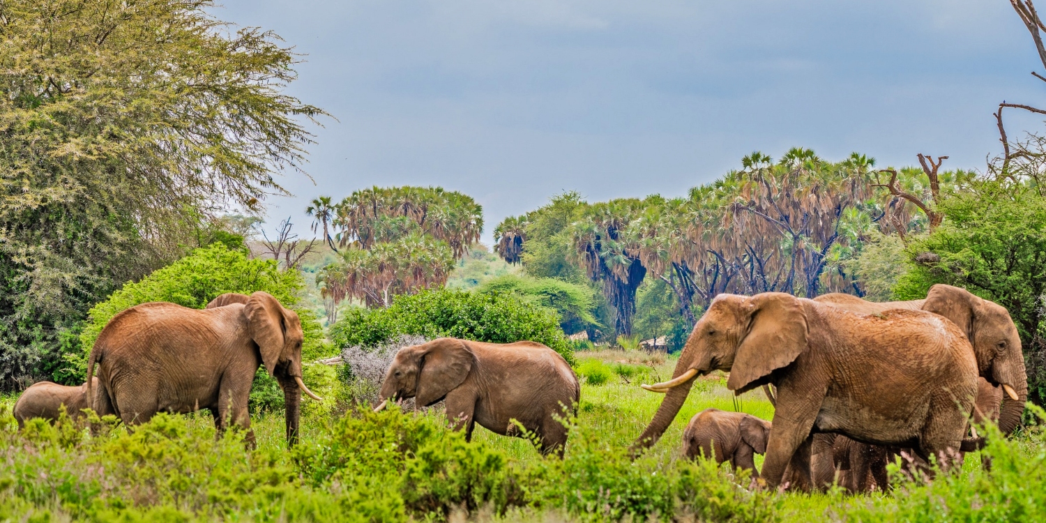 6 Days Samburu, Lake Nakuru & Masai Mara Budget Adventure