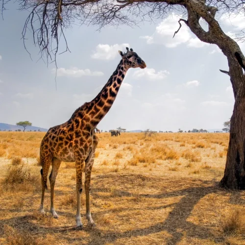 tansania-laenderinformationen-serengeti-giraffe-natucate (1)