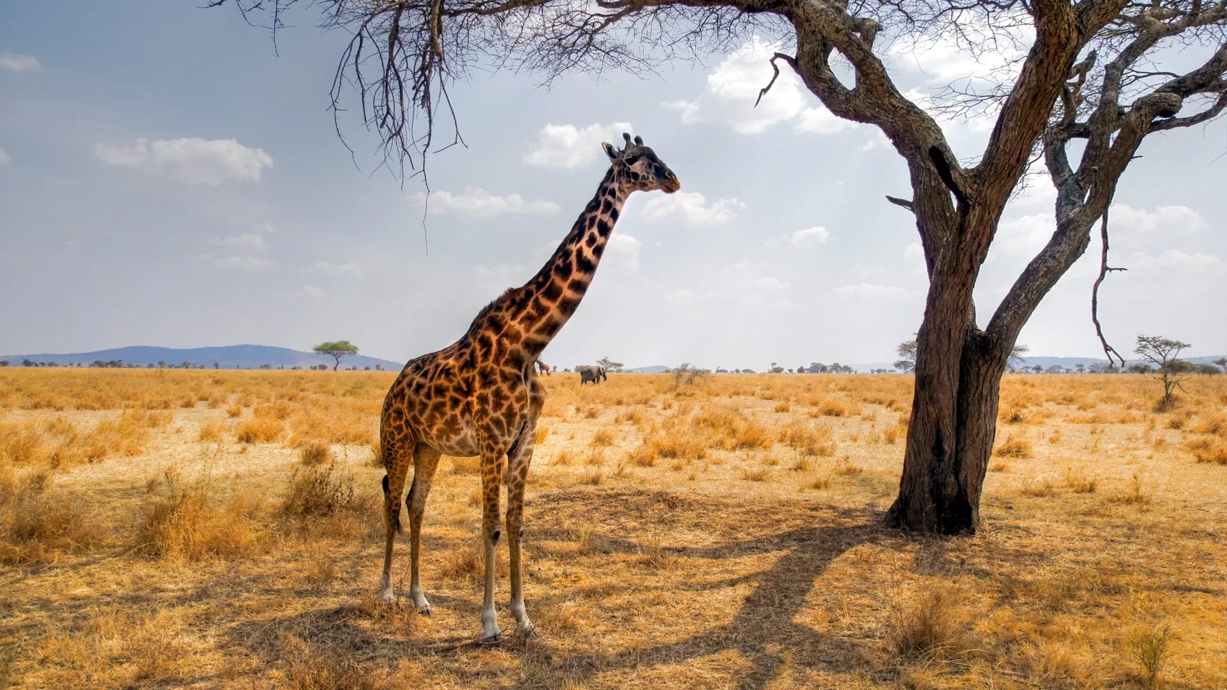 4 Days Serengeti & Ngorongoro Safari Adventure