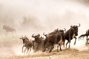 4 Days Masai Mara Wildebeest Migration Lodge Safari